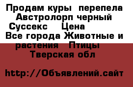 Продам куры, перепела. Австролорп черный. Суссекс. › Цена ­ 1 500 - Все города Животные и растения » Птицы   . Тверская обл.